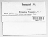 Tympanis prunastri image